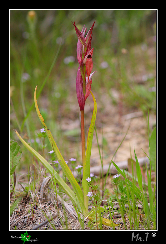 5 Aprile, una giornata di belle orchidee!!!